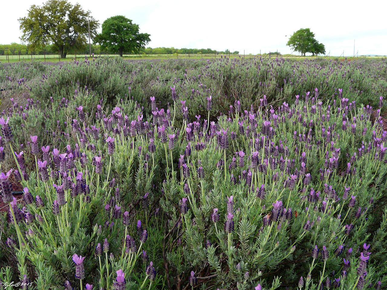 Fredericksburg Texas Culture Blog The Merry Month of May 2015