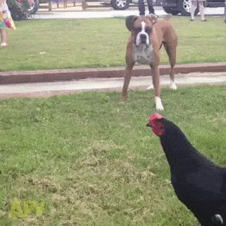닭 vs 개.gif