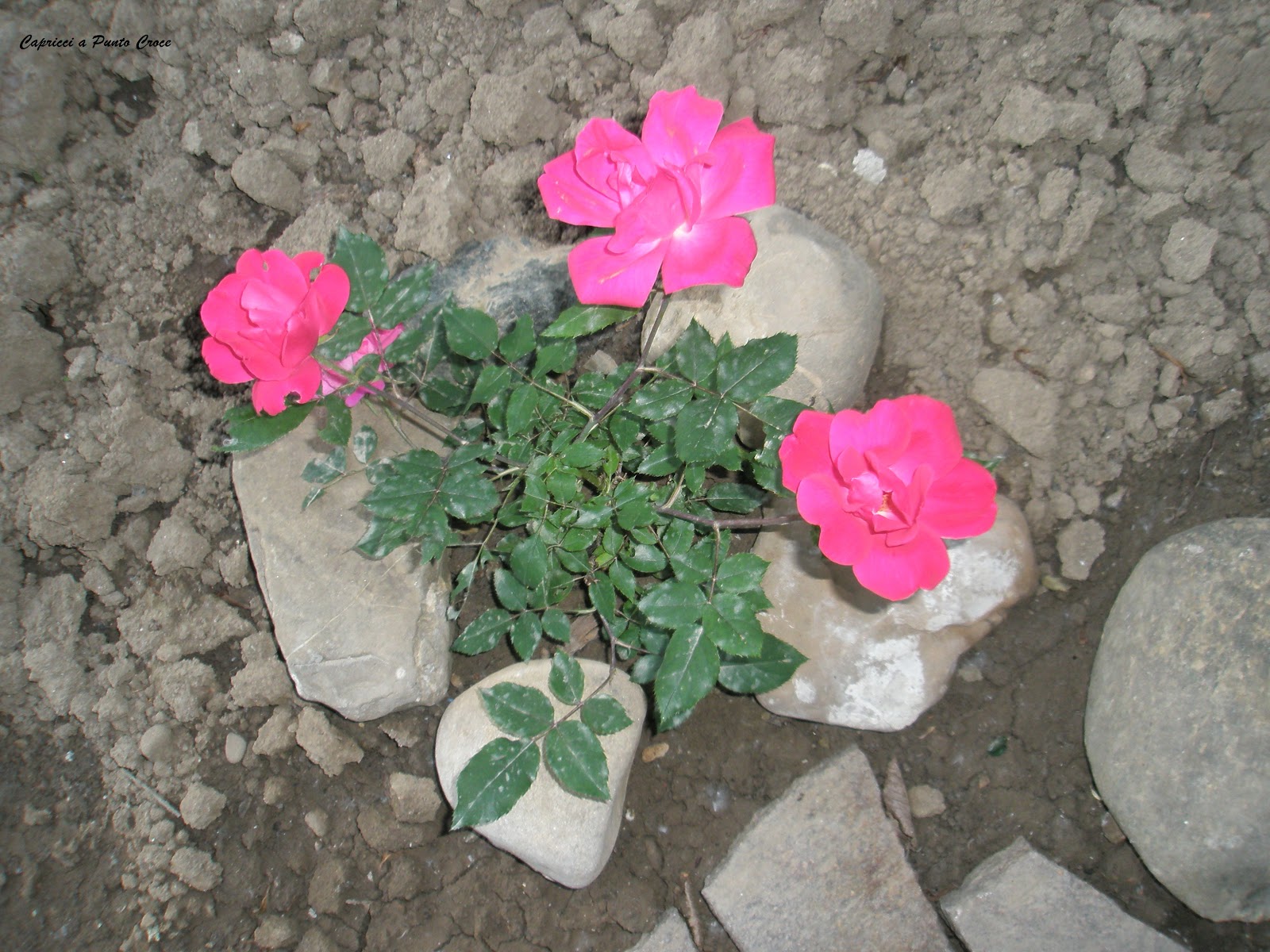 Capricci a Punto Croce: MAGGIO IL MESE DELLE ROSE