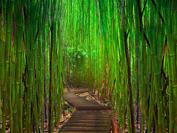 bamboo forest wallpapers desktop backgrounds background paos watching