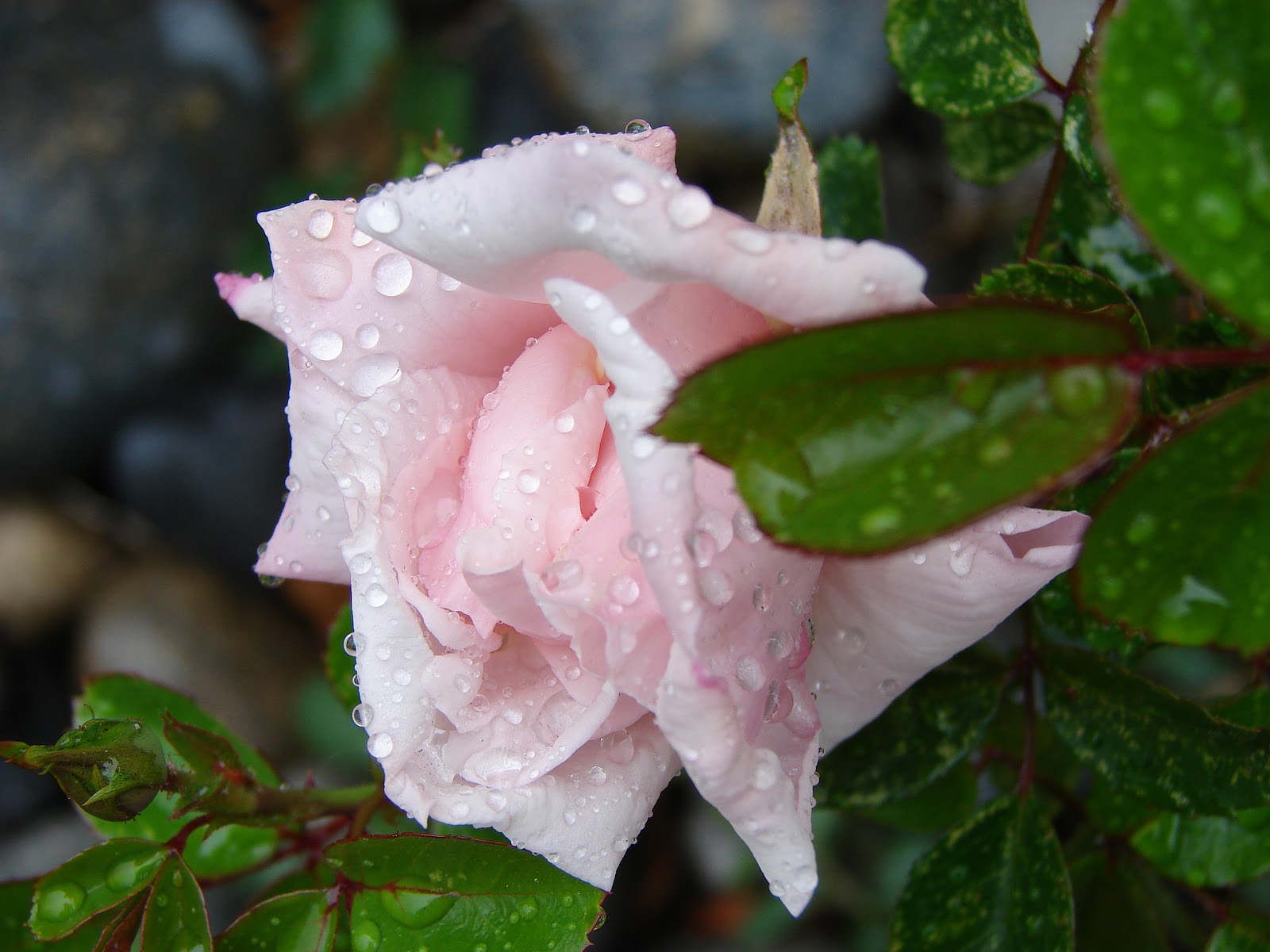 Alina Sayre: Raindrops on Roses