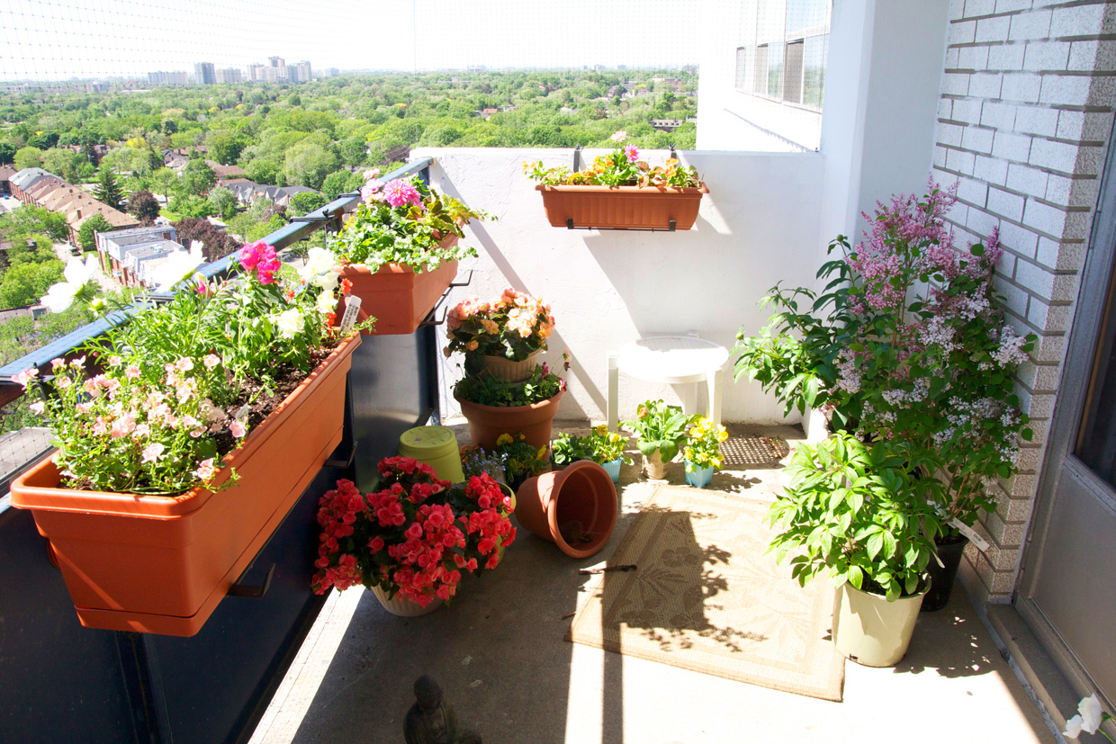Toronto Balcony Gardening Before and After the Windstorm