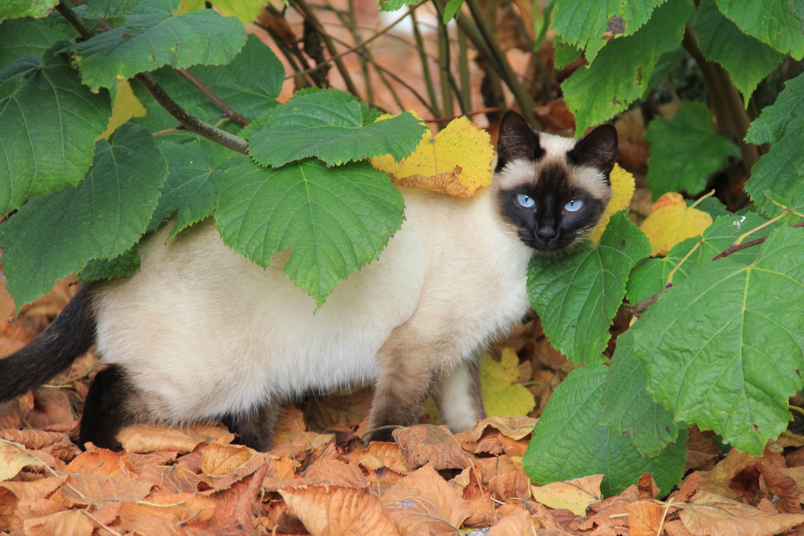 ELEVAGE SIAMOIS THAÏ DE LA DOLINE