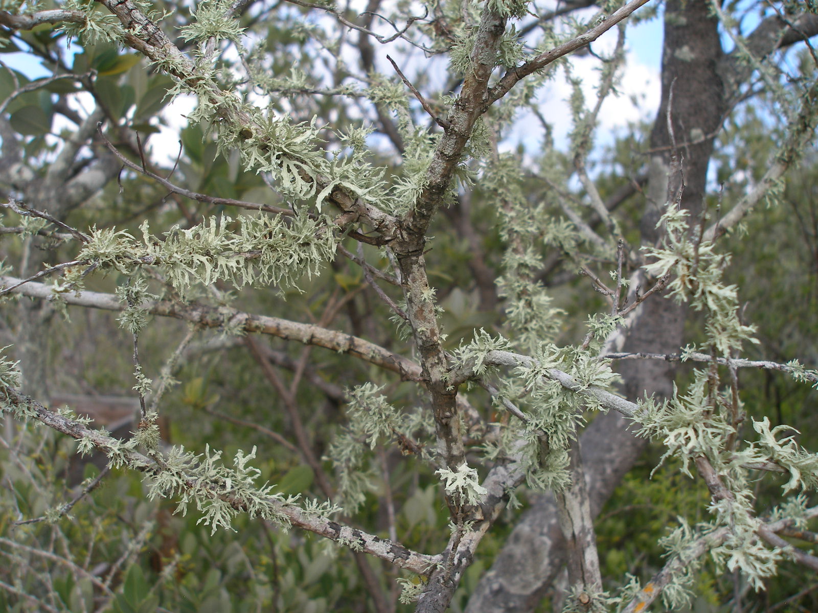 Report from the Florida Zone: Lichen of Leffis Key