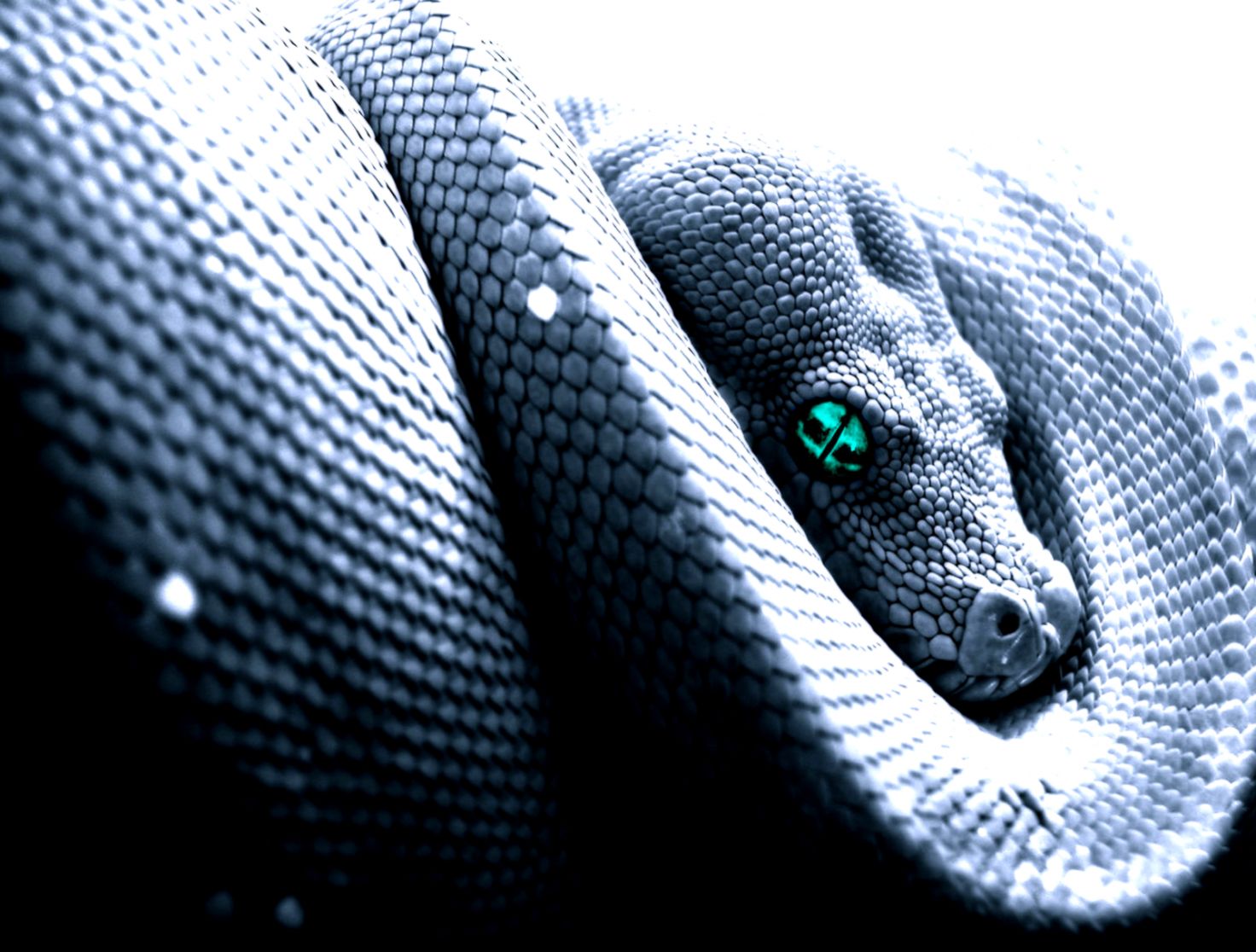 Blue King Cobra Snake