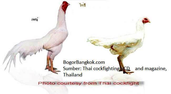 23+ Gambar Ayam Jago Dan Betina, Paling Dicari!