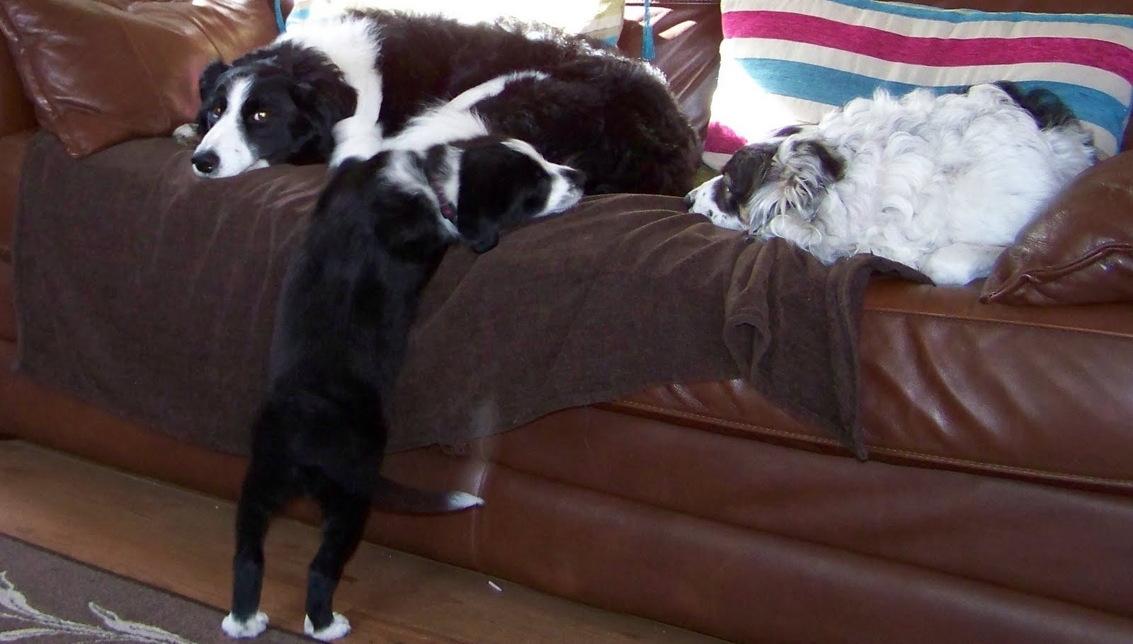 Lucy Osborne Agility Training Blog: Beauty and the devil are the same