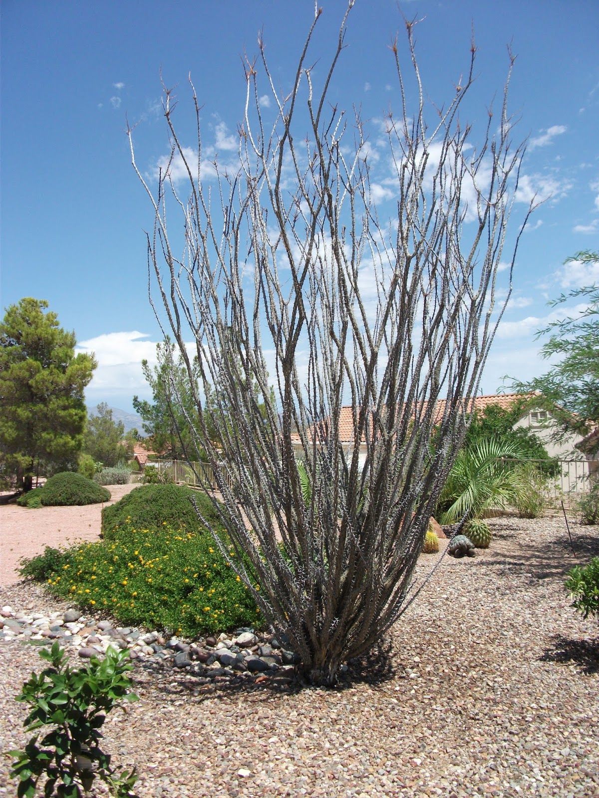 Xtremehorticulture of the Desert Part of My New Ocotillo is Dying