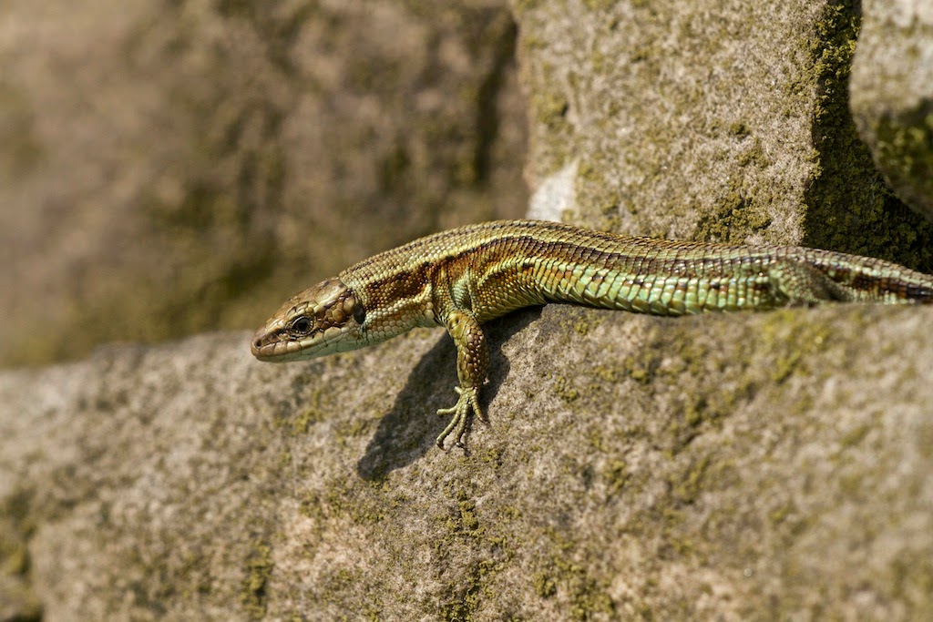 Alan Heeley Wildlife Photography Common Lizards III