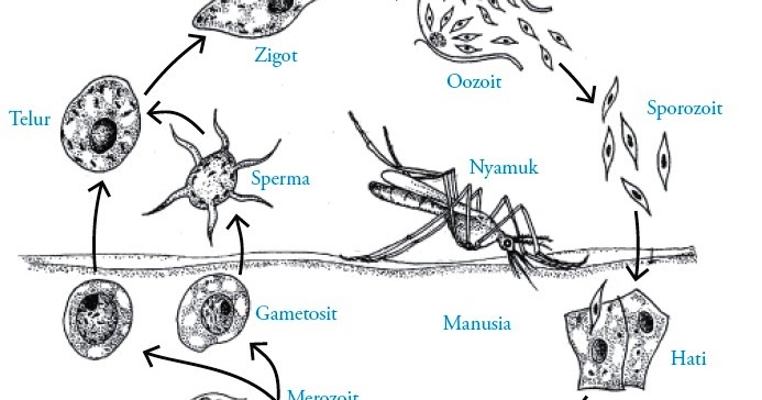 Daun Siklus Hidup Plasmodium Falciparum Vivax Malariae Ovale