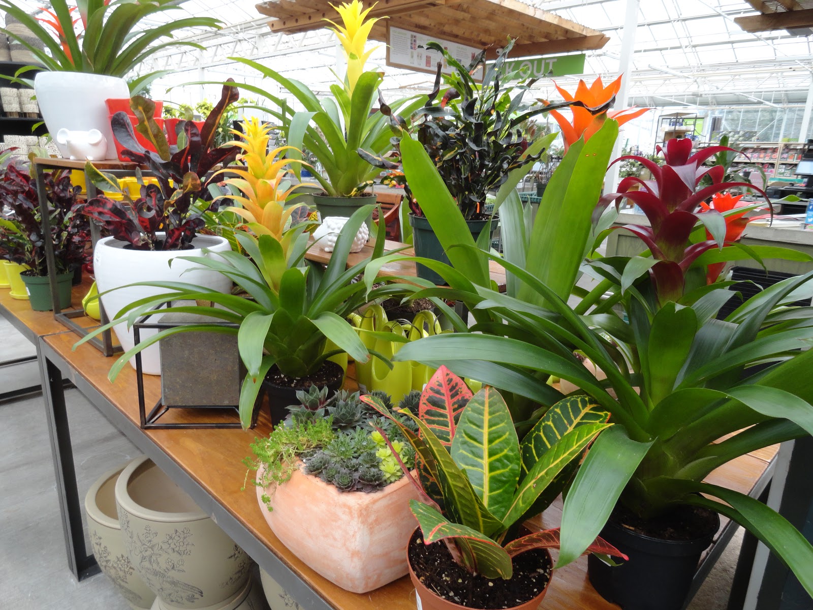 danger garden nursery visits on the way to Seattle...