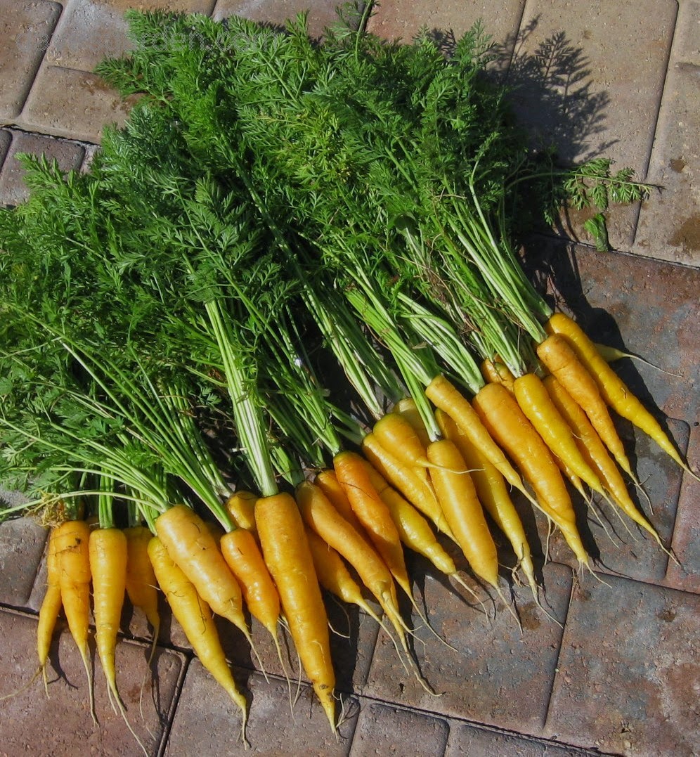 Морковь дикая купить. Морковь Daucus carota. Морковь Балтимор фото. Семена морковь Каротель. Дикая морковь корнеплод.