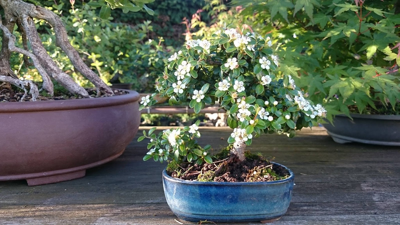 World of Bonsai and Gardening