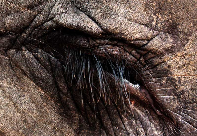 elephant eyelashed