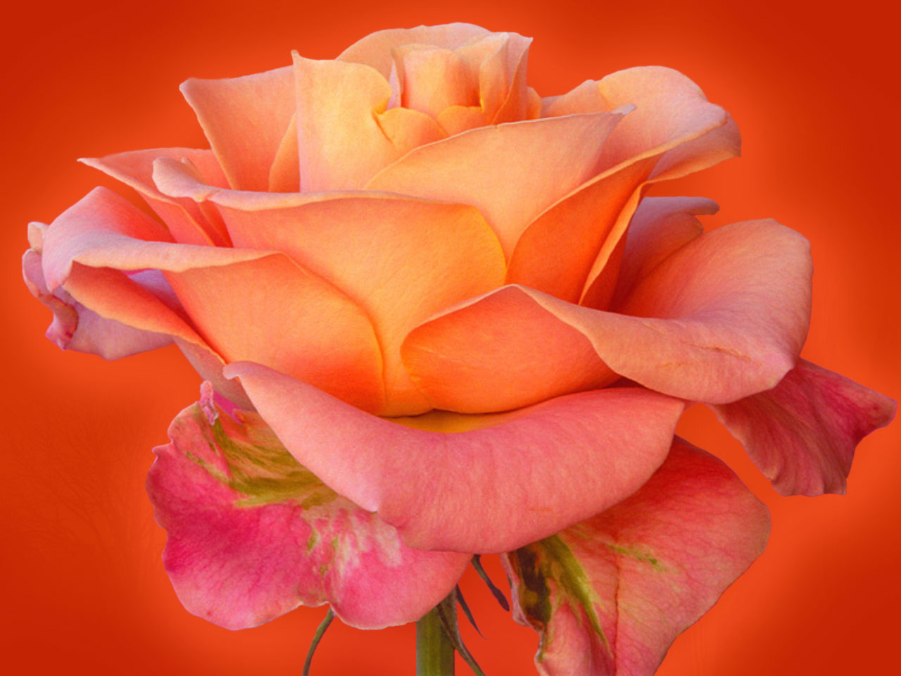 Rose Flower Wallpaper | Top HD Wallpapers