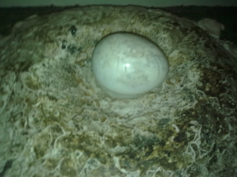 Kuweight 64: PENGUIN EGG