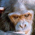 Monyet Terpintar di Dunia Simpanse Natasha inilah Monyet Terpintar di Dunia