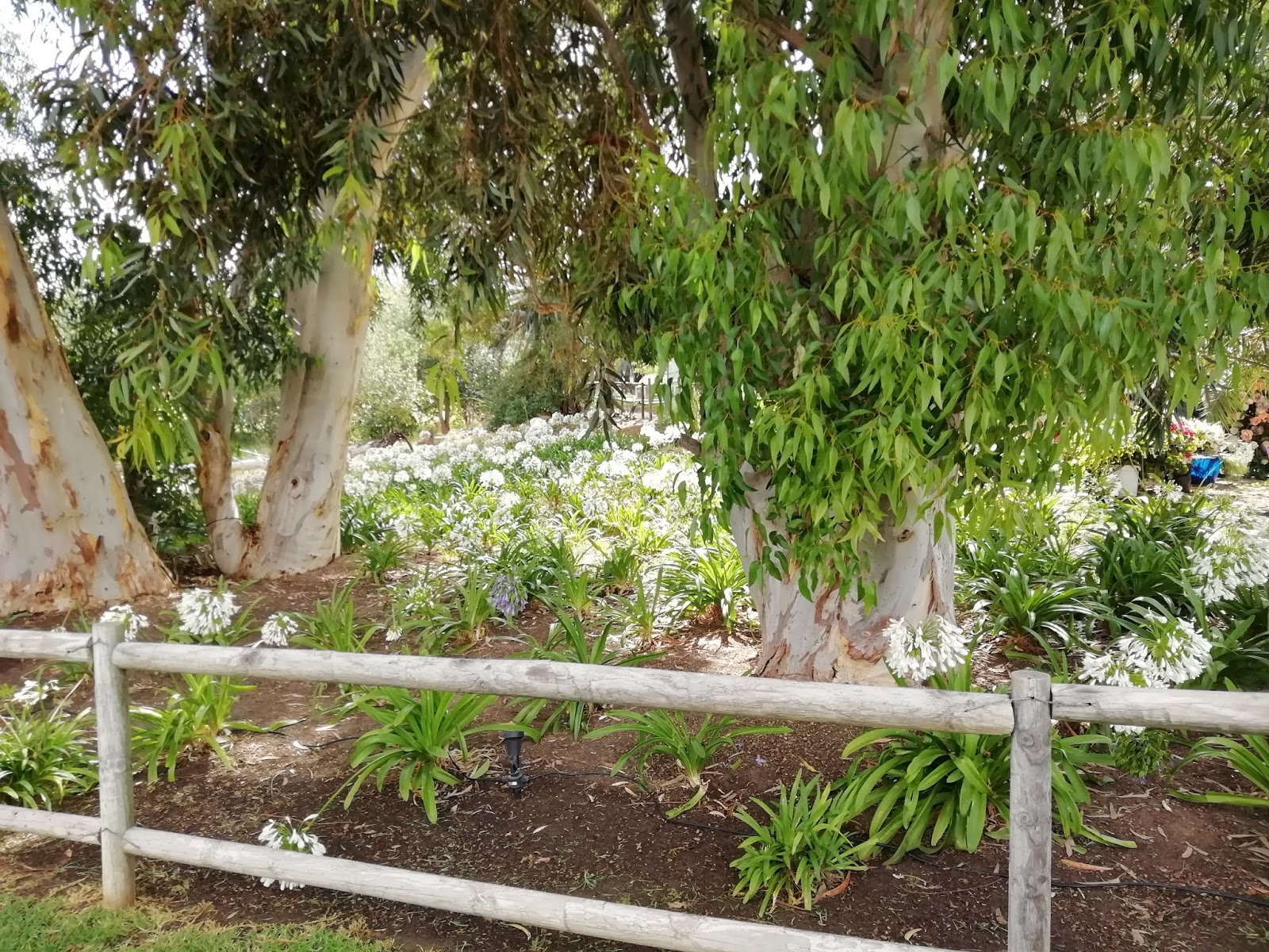 Eucalyptologics Git Forestry Consulting Information Resources On