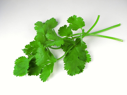 cilantro.jpg