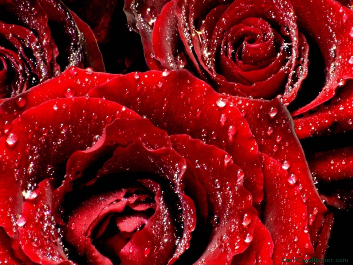Best Gift Red Rose Picture Collection For All World Lover ~ HD