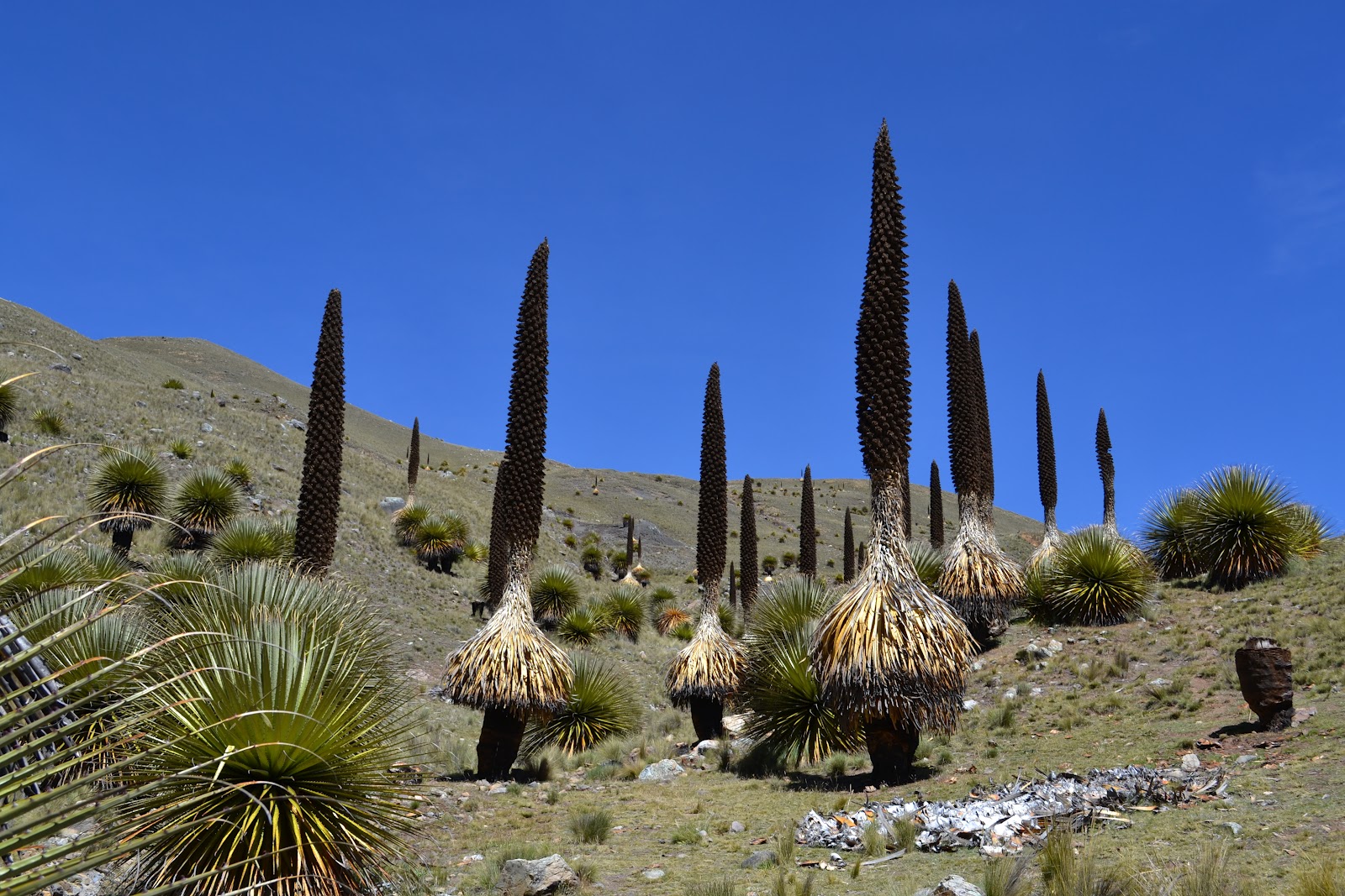 Растения перу