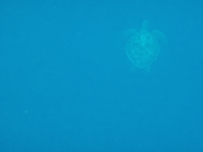 turtle balicasag island
