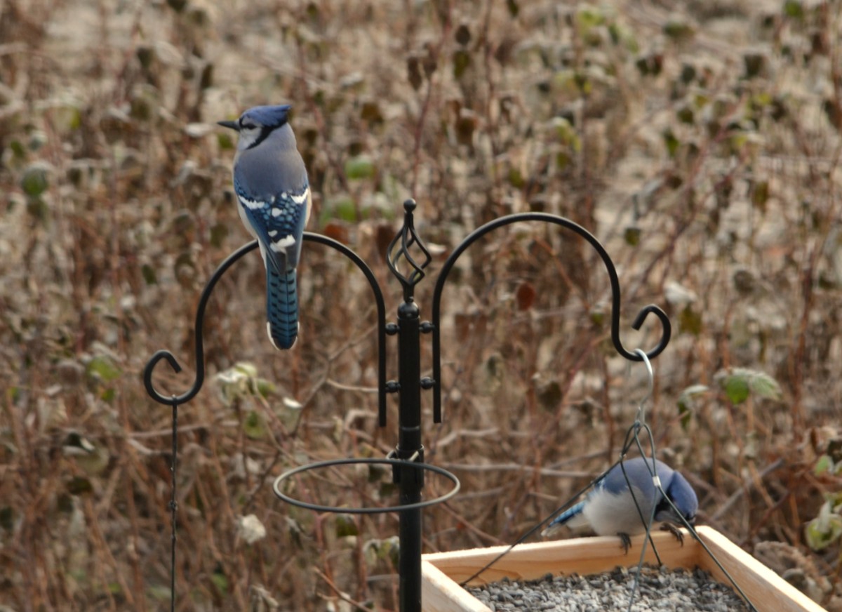 Woods Walks And Wildlife Feeding The Neighbors
