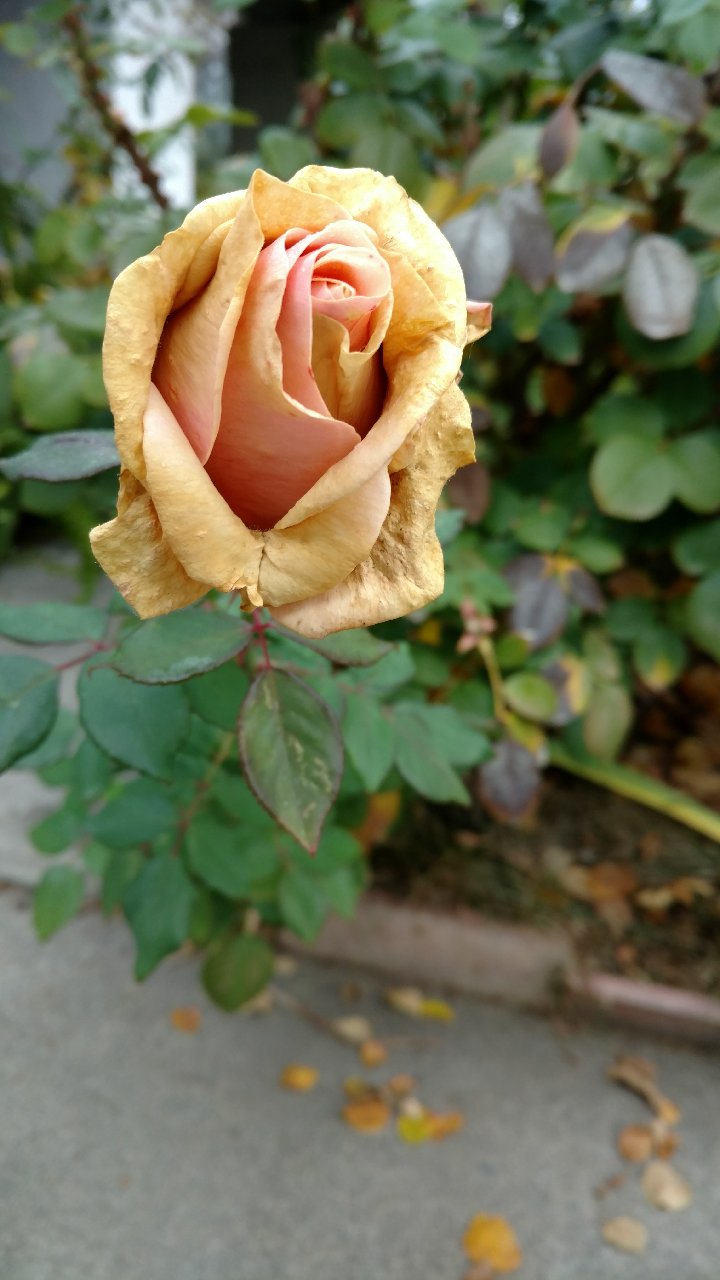 Sacramento Digs Gardening What makes rose buds turn brown?