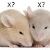 Comportamentos e preferências sexuais em ratos variam ao se ativar ou desativar uma região específica do cérebro