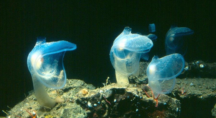 Predatory Tunicate