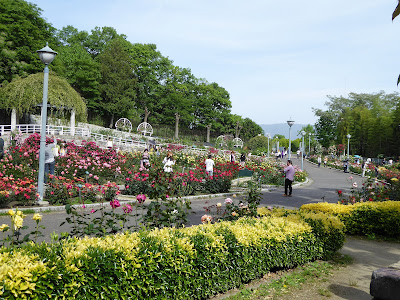 花博記念公園鶴見緑地のバラ園