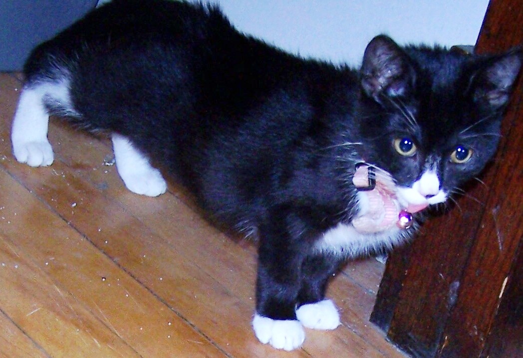hyde-park-cats-tnr-chandler-bell