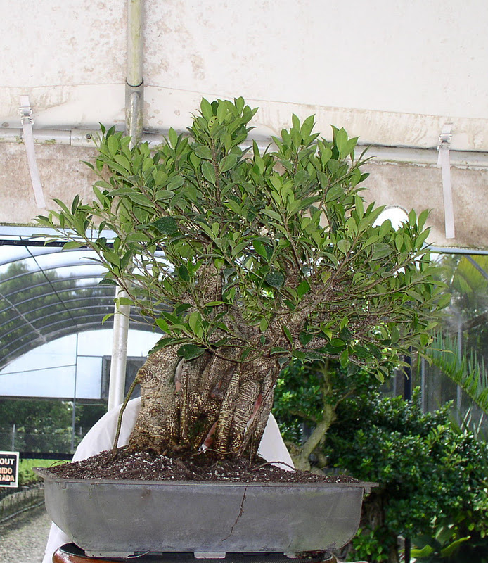 Florida Flowers and Gardens The Bonsai Garden at Miami Tropical Bonsai