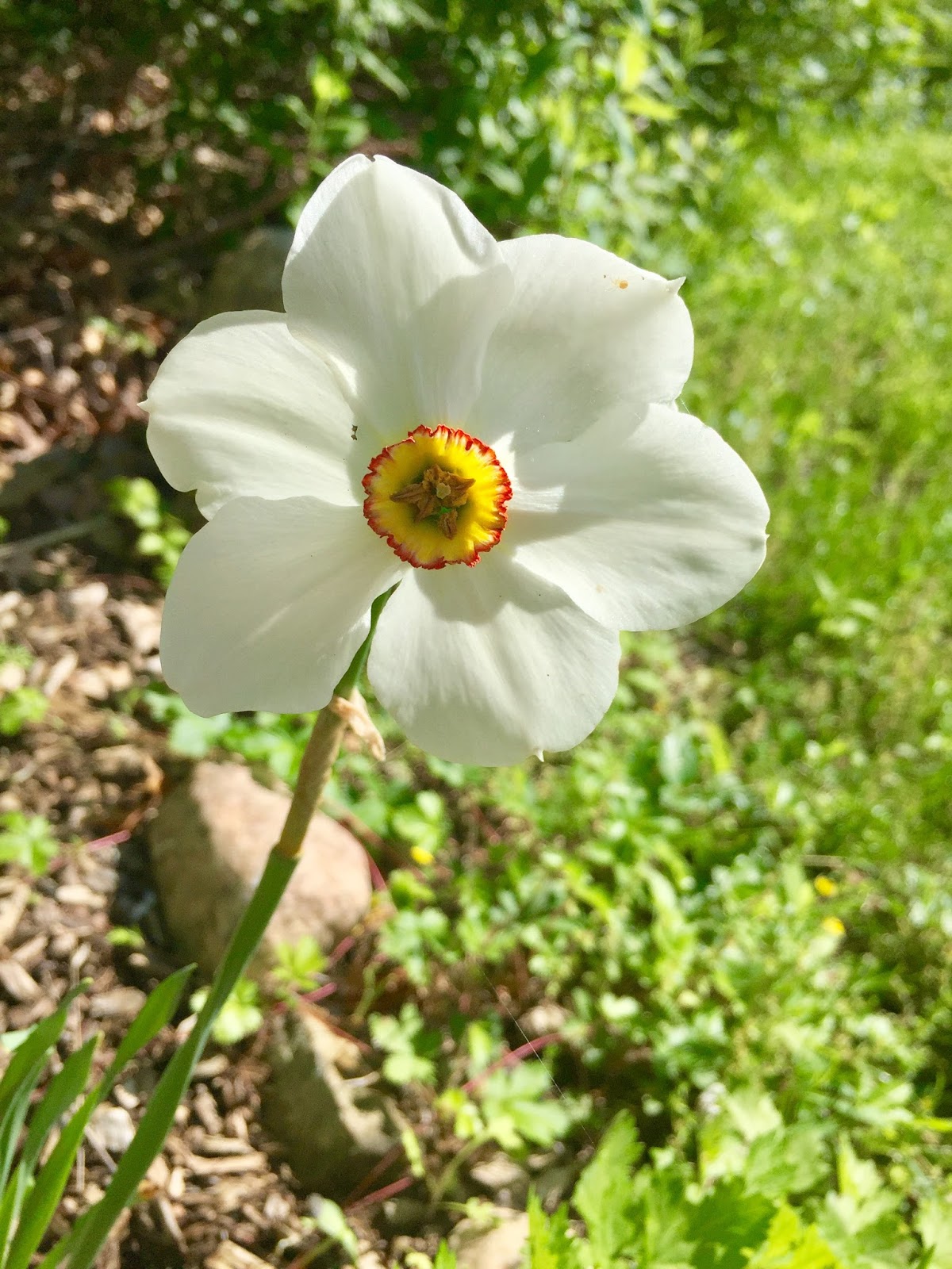 Red House Garden The Last Daffodil and What Eats It