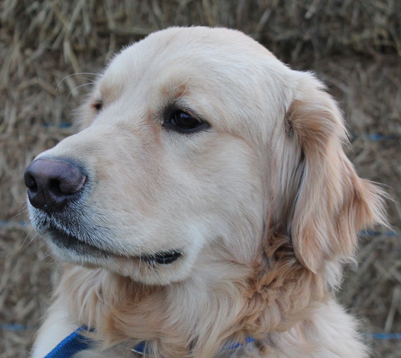 Countryside Golden Retrievers: Stud Service