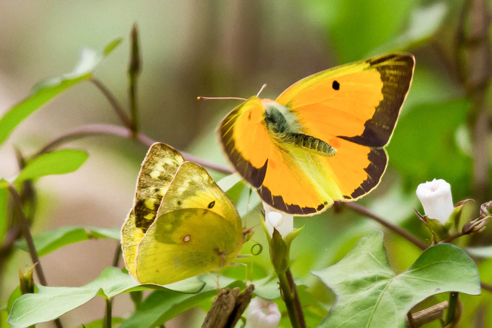 Friends of Hagerman National Wildlife Refuge See Orange Sulphur Laying Egg