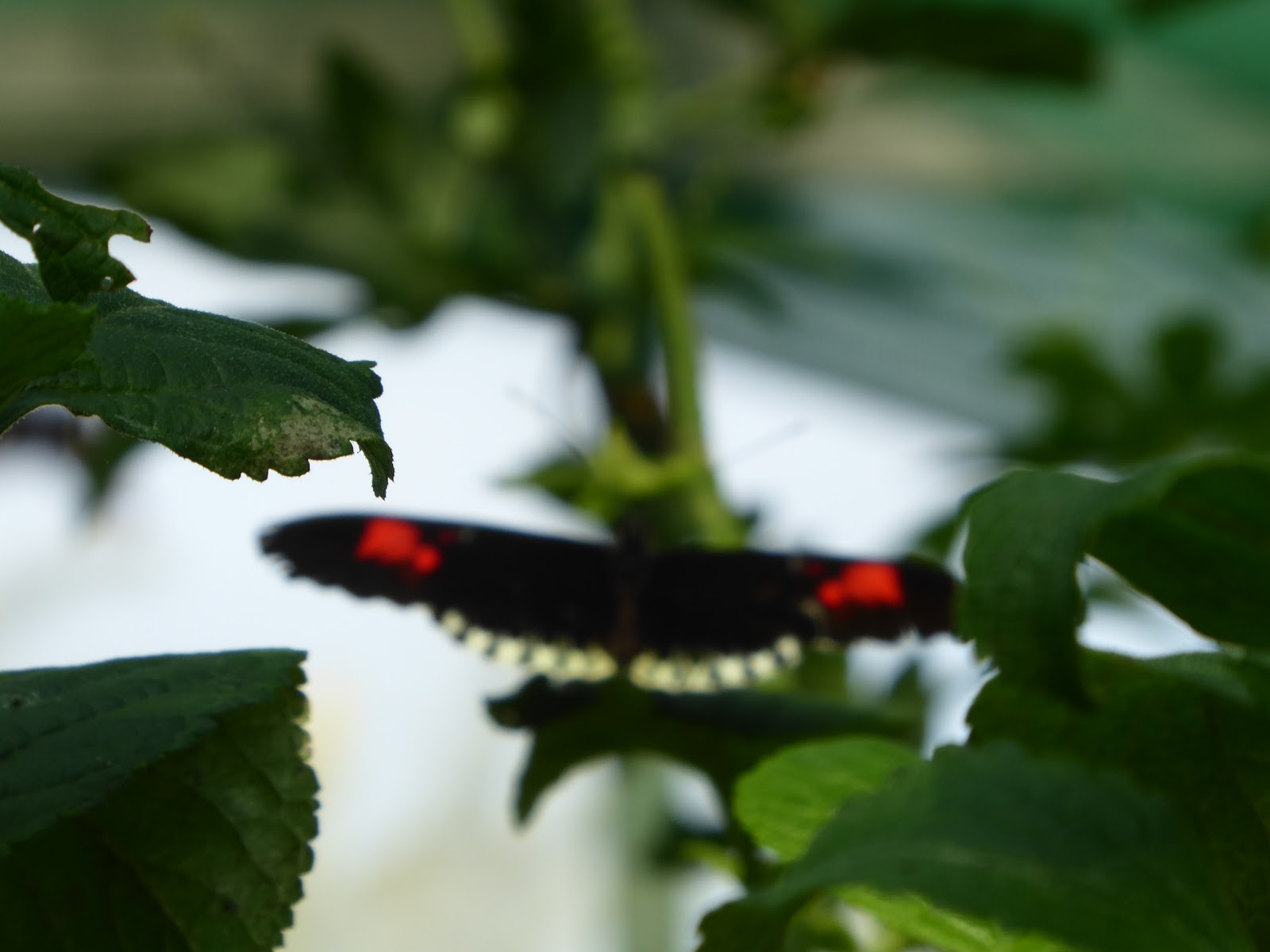 Codlinsandcream2 Butterflies and Part 1 Berkeley Castle