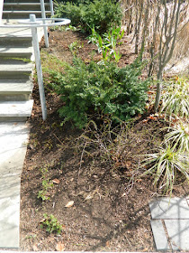 Summerhill Toronto spring front yard garden clean up after by Paul Jung Gardening Services