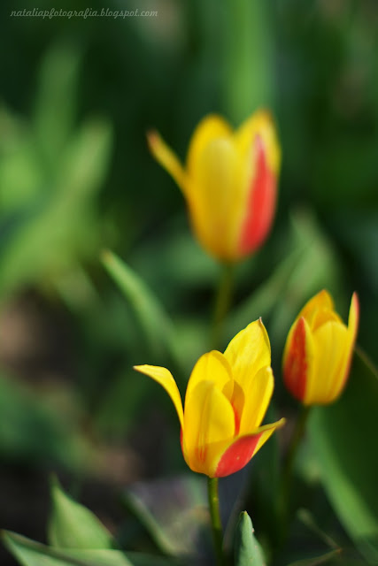 DSC_4136.JPG