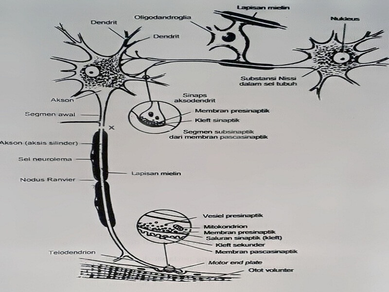 Anatomi Fisiologi Dan Jaringan Otot Manusia Klinikabar