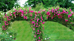 garden roses flowers rose pink wallpapers background desktop labels nature