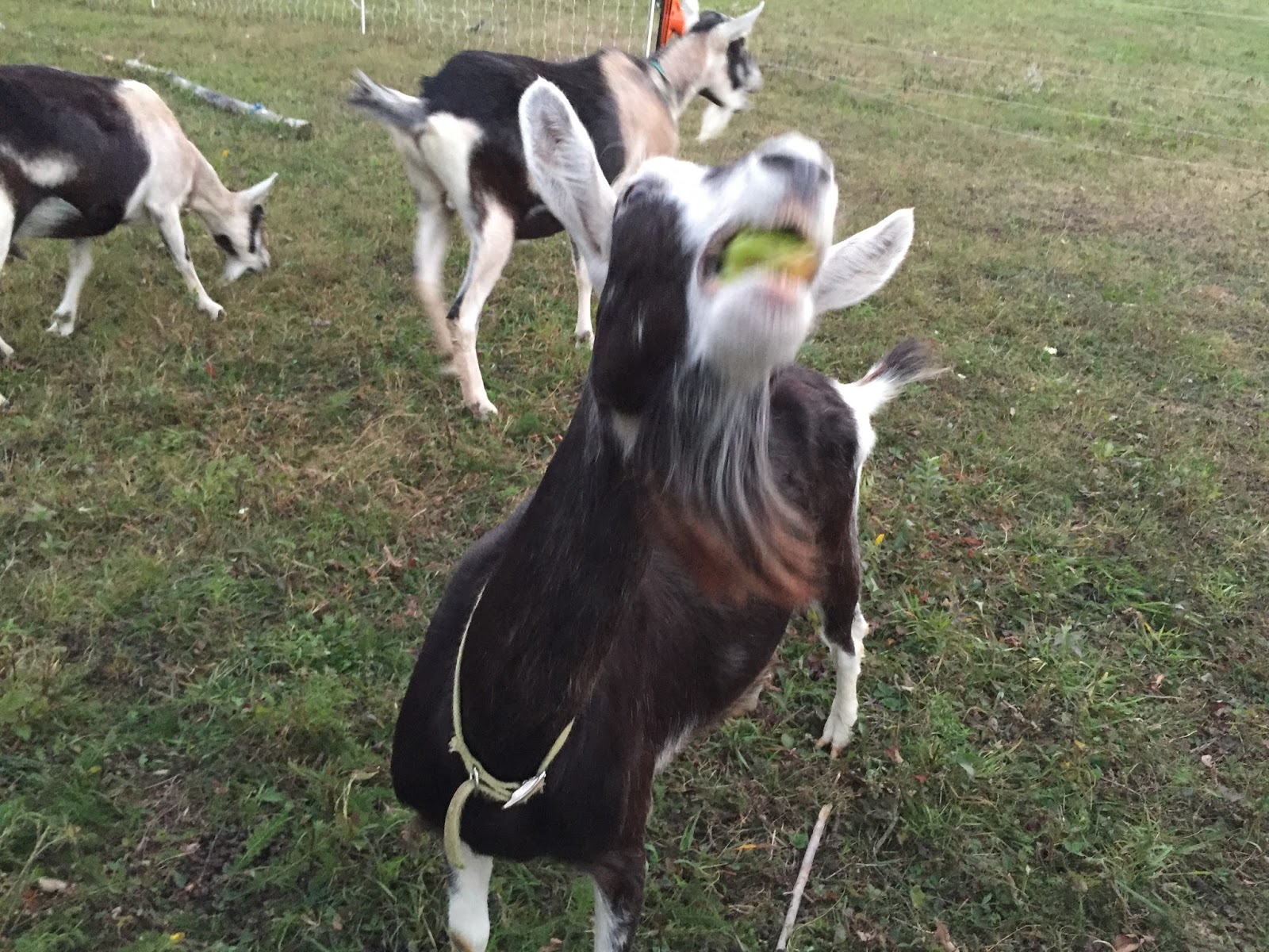 Cotton Hill Creamery