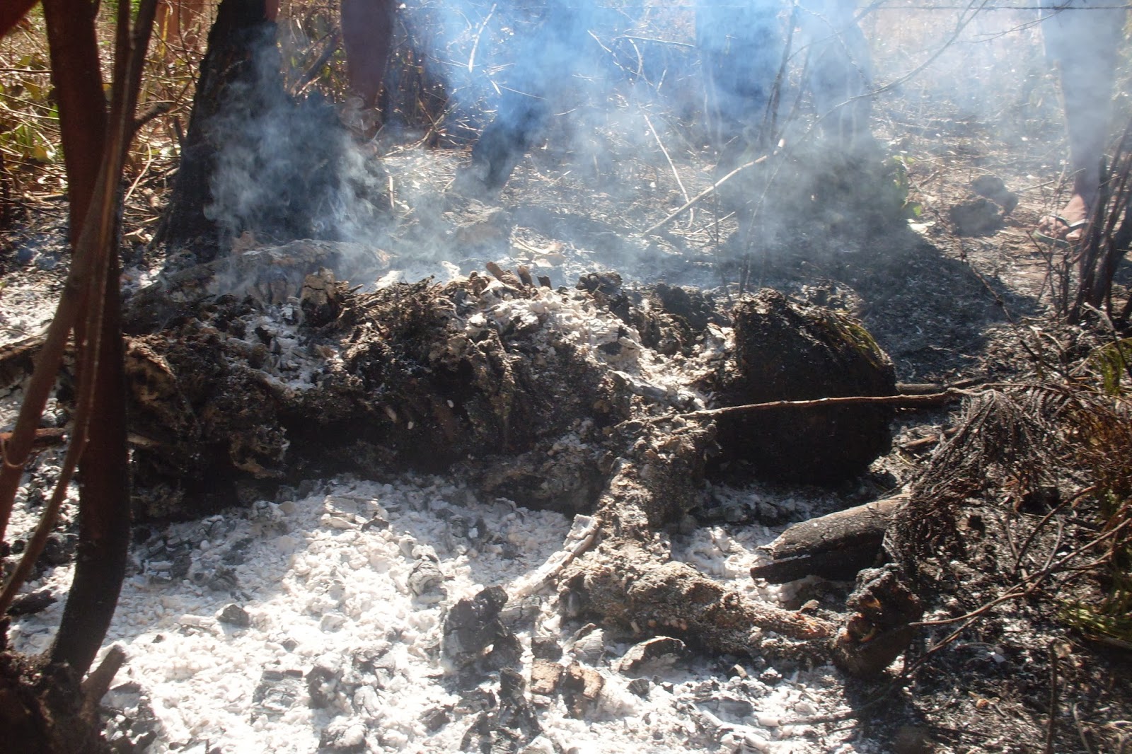 Urgente: Corpo é encontrado carbonizado em Anapurus | BLOG DO FOGUINHO