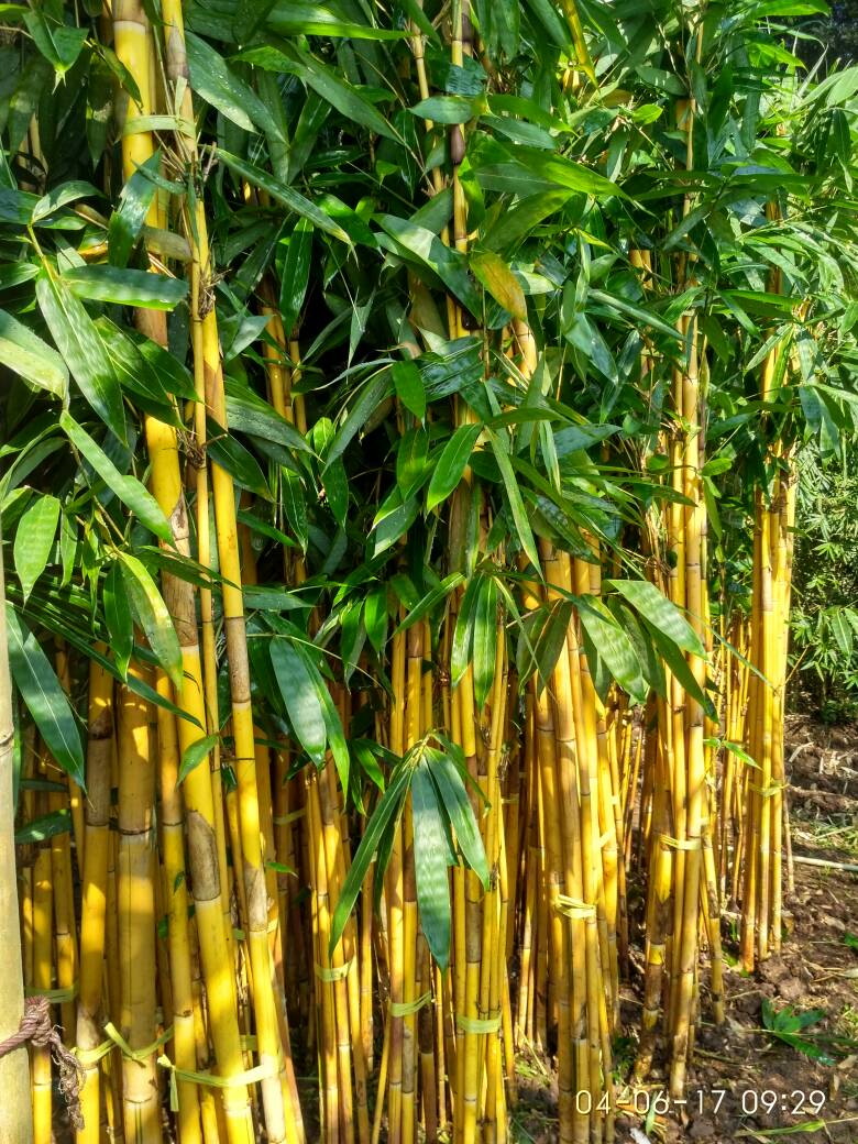  Menanam  Bambu  Kuning Di Depan Rumah Inspirasi Desain 