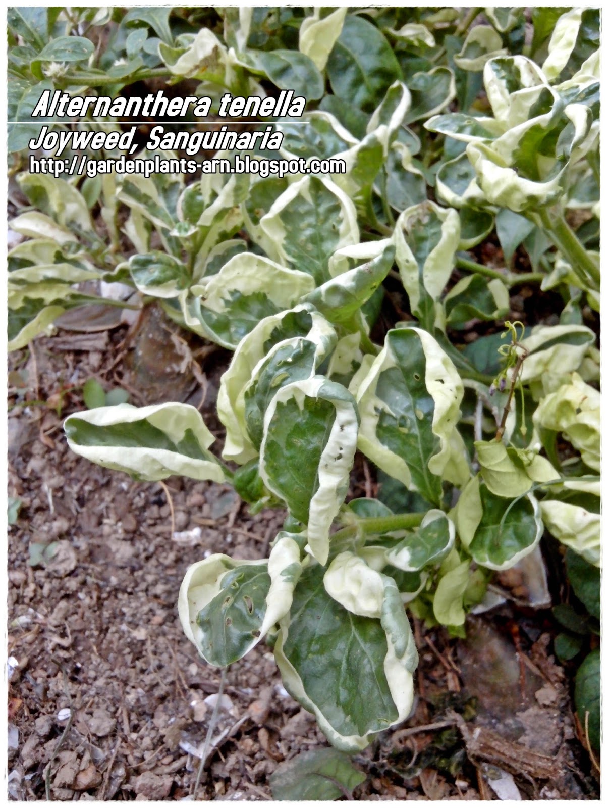 Garden Plants Cik Arn Alternanthera tenella