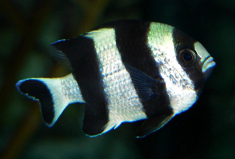 List of all fishes with all information, pictures and videos: Four