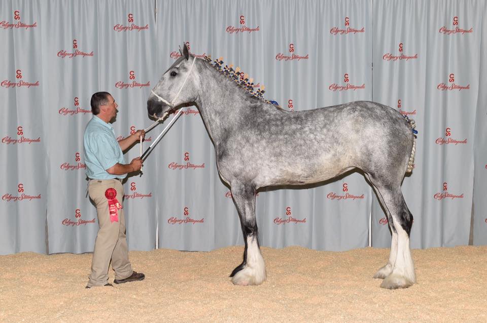 Supreme Champion Shire - 2016 Canadian National Shire Show, Calgary Stampede