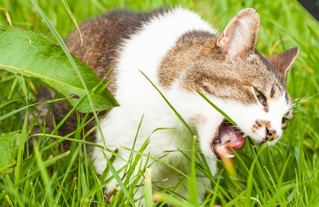 Why Does My Pet Eat Grass? catshelth