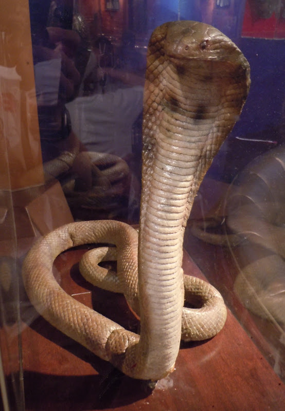 King Cobra snake prop Exorcist III