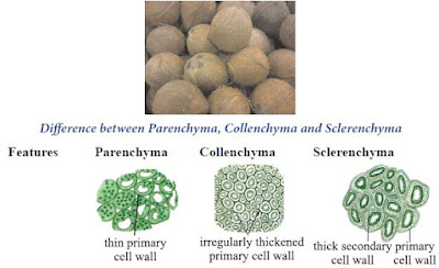 Sclrenchyma Fibres